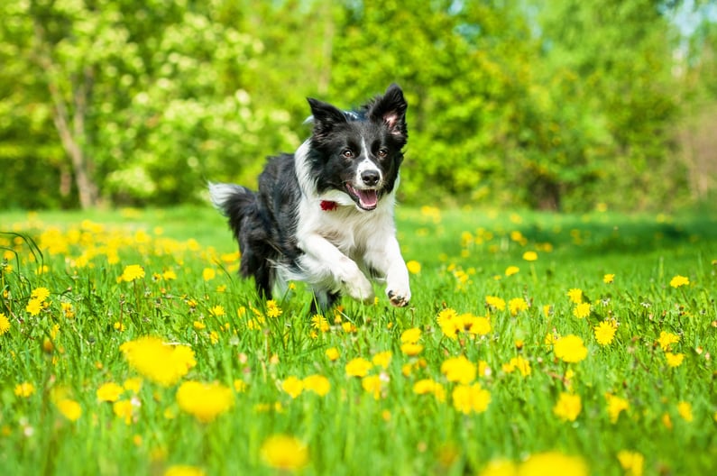 Border_Collie