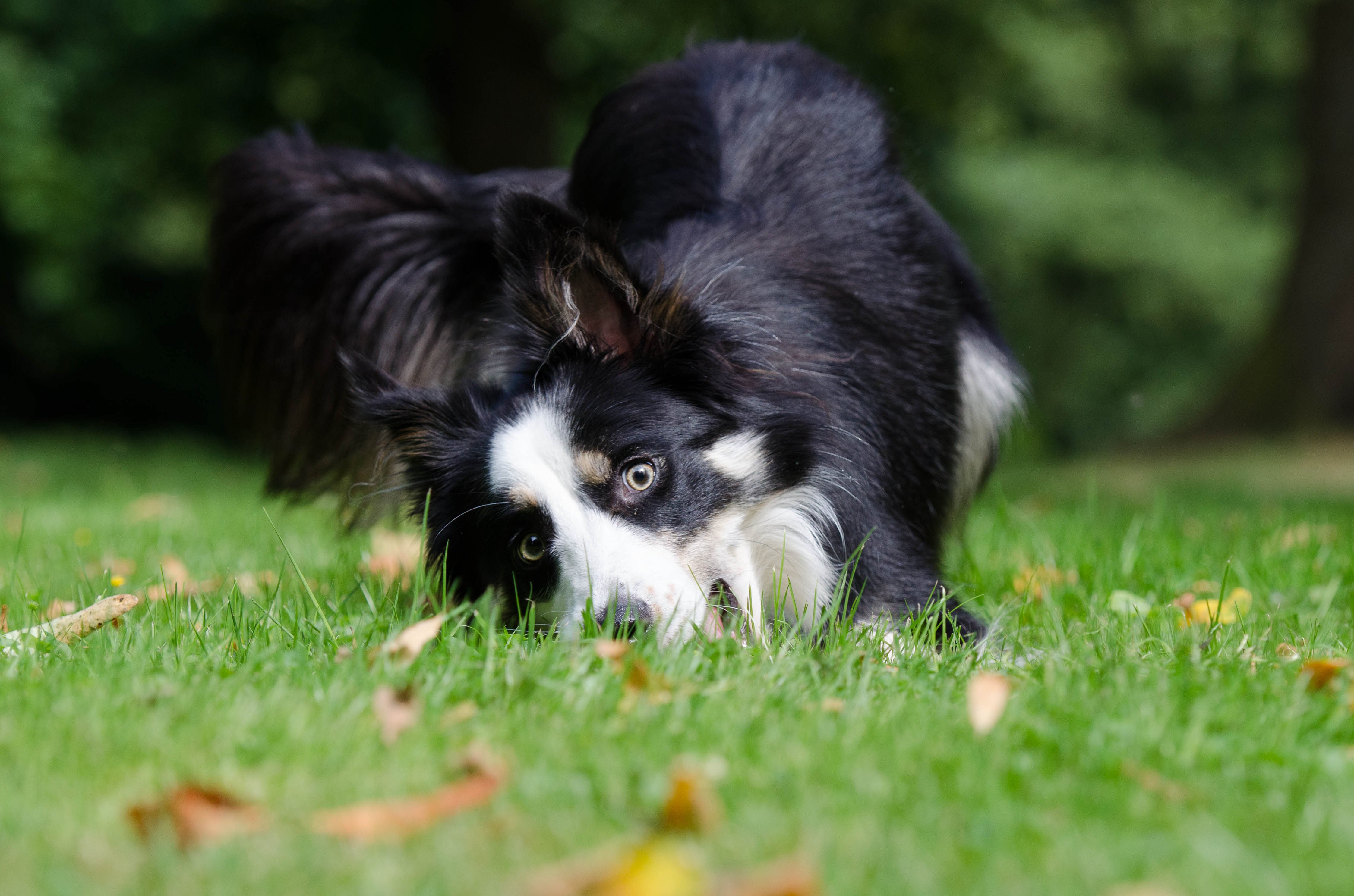 Border_Collie_grass